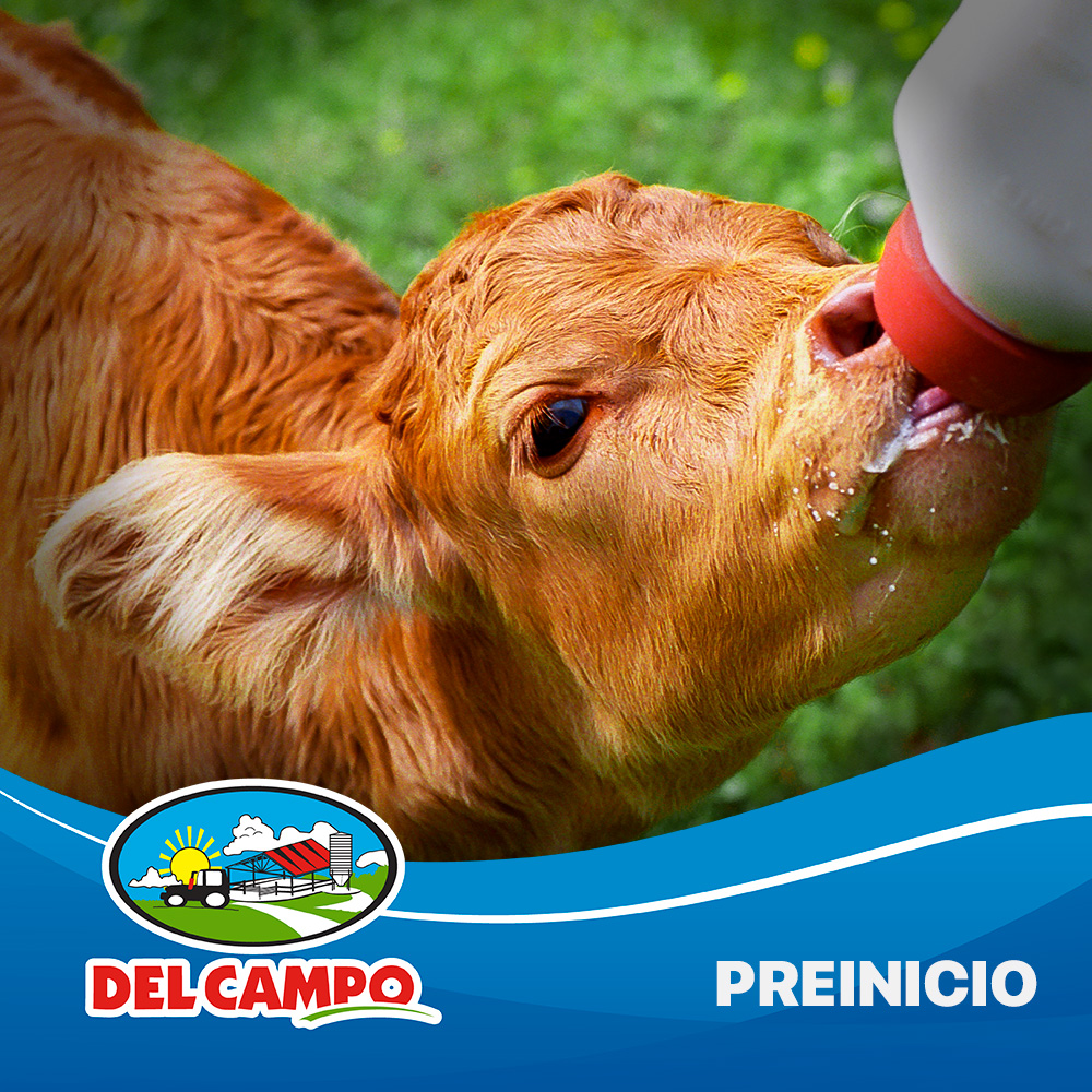 preinicio terneros