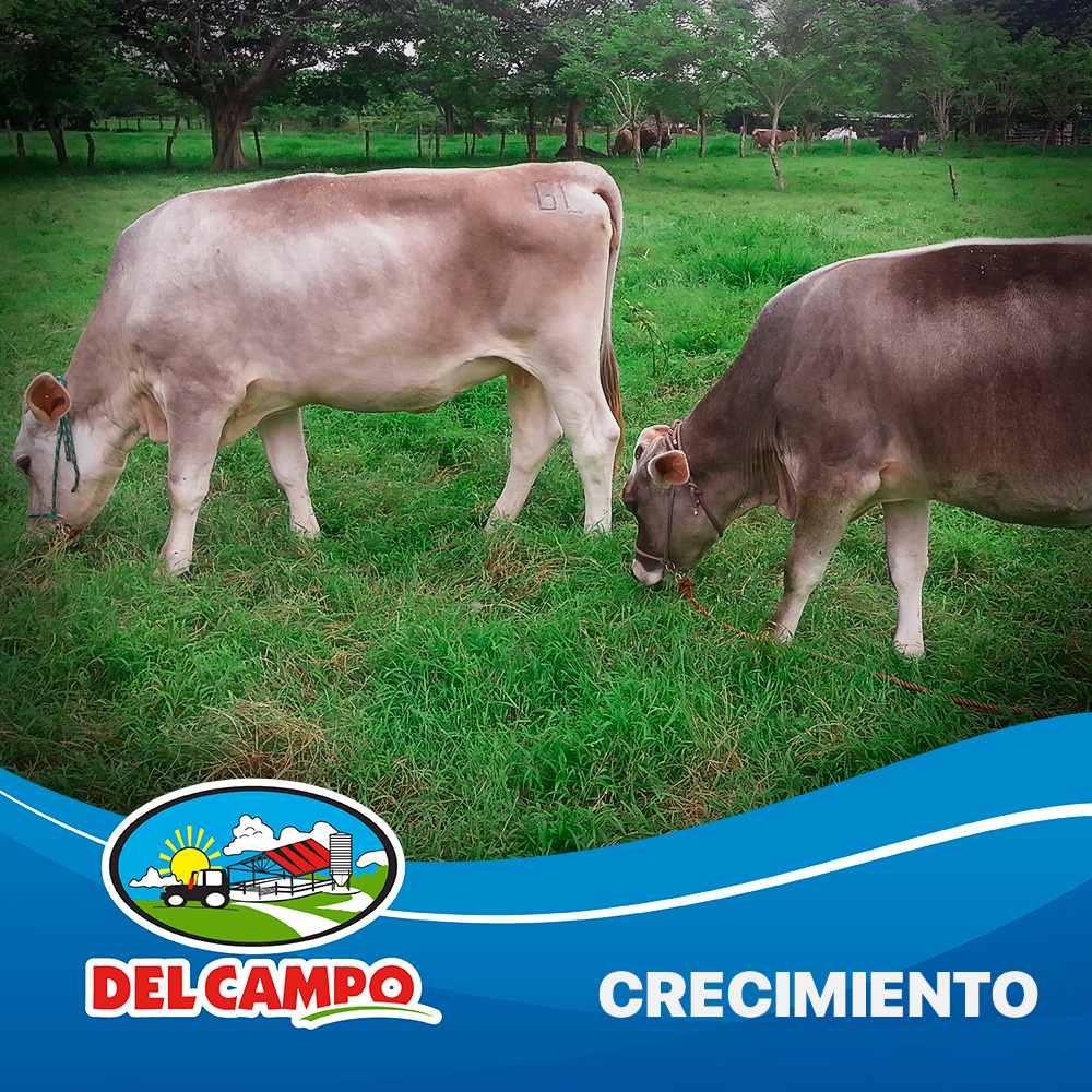 crecimiento terneros