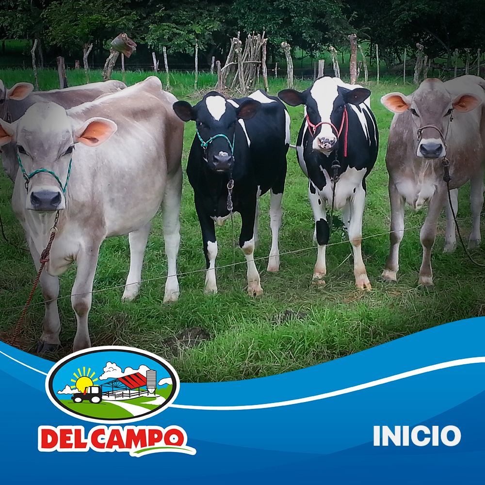 inicio terneros