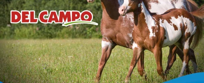 equino
