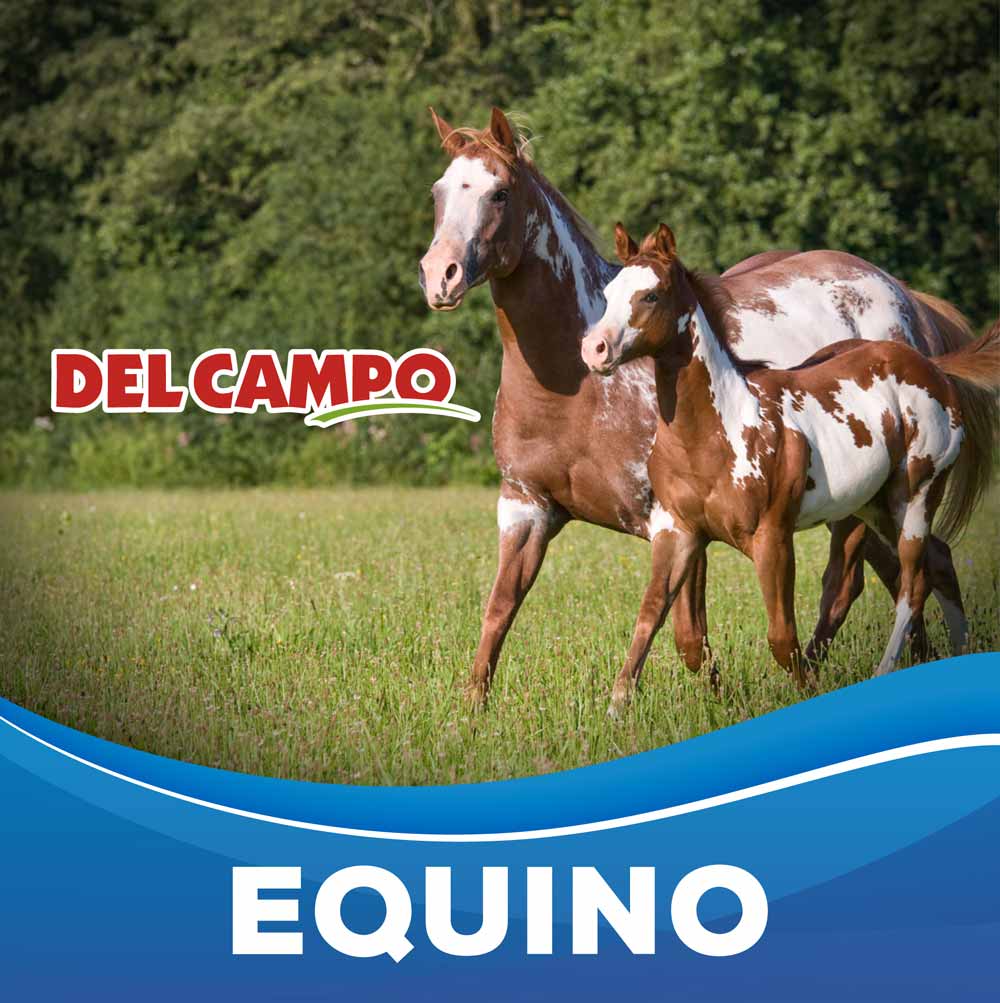 equino