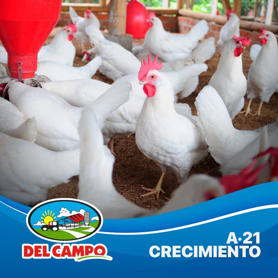 crecimiento para aves A-21