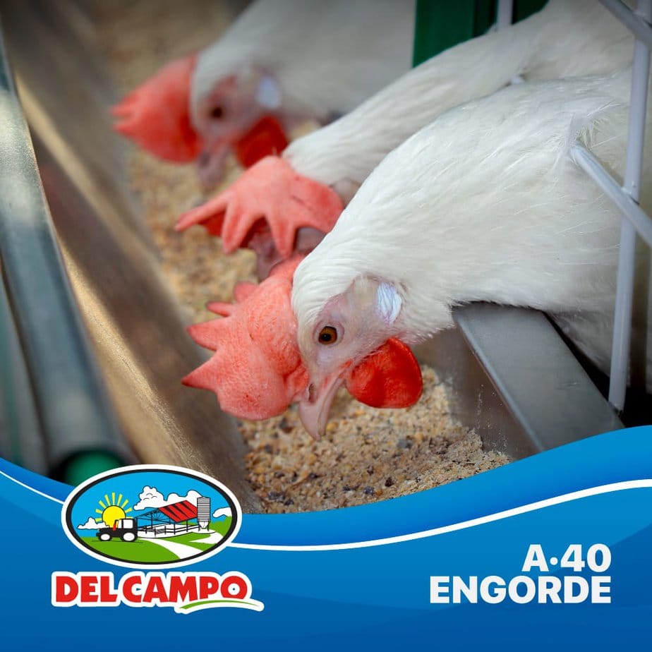 aves engorde A-40