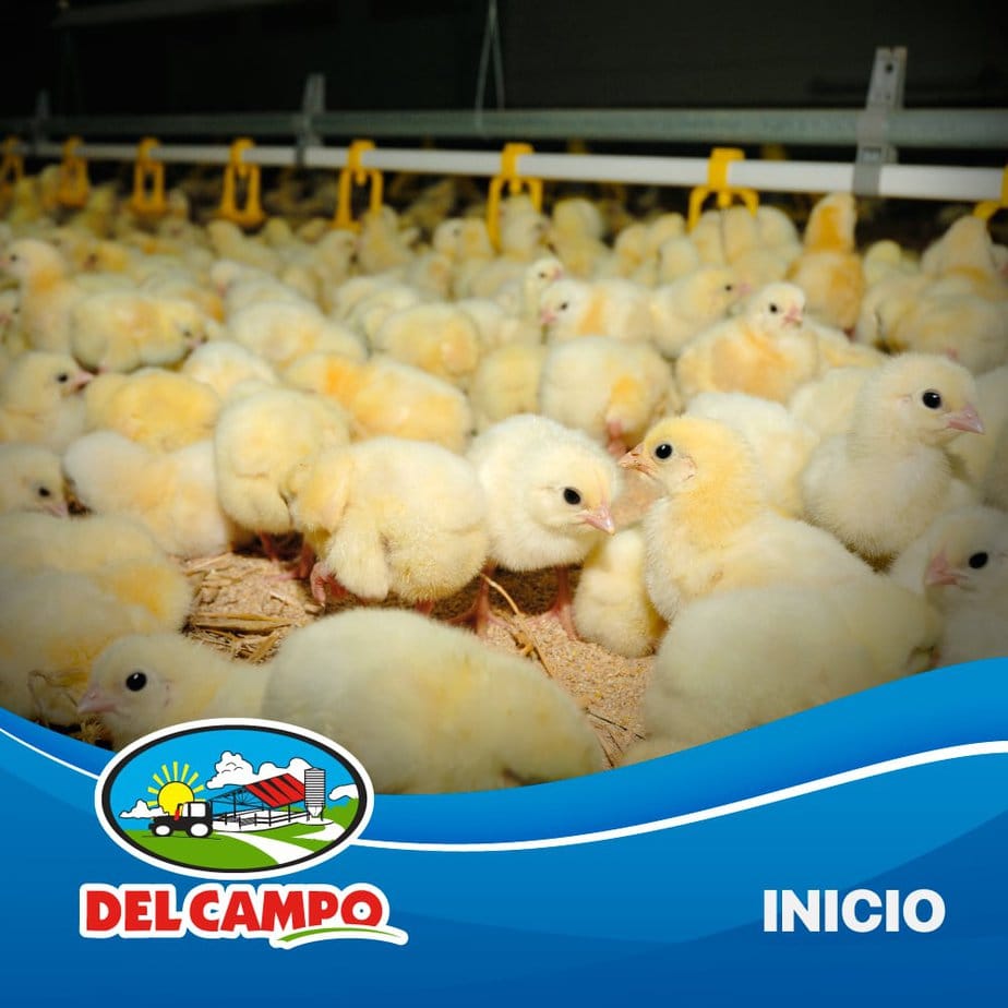 inicio para aves