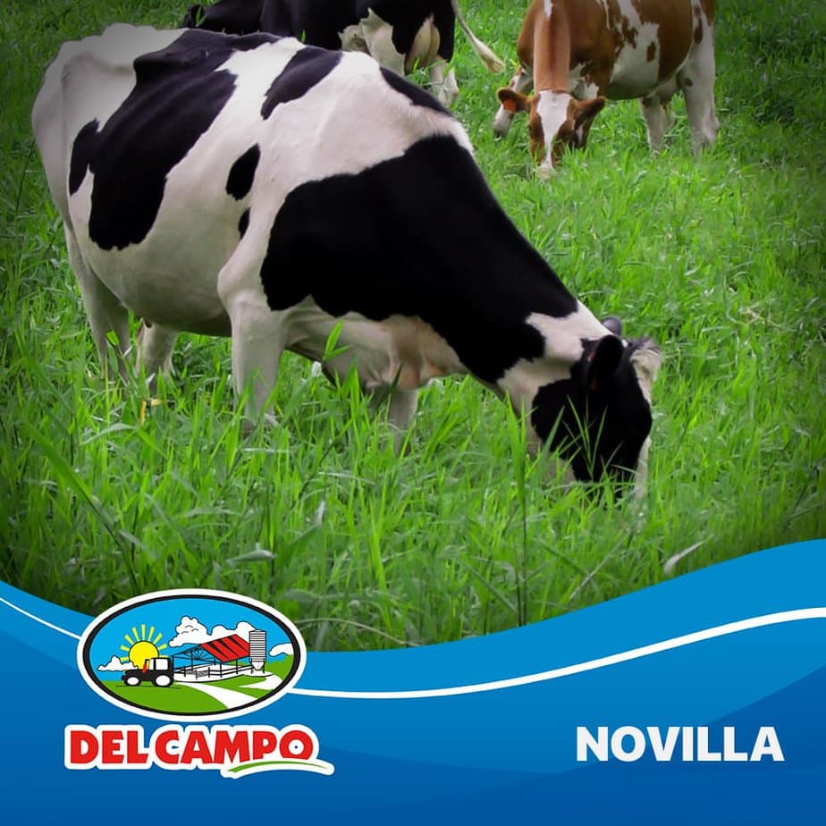 bovinos novilla