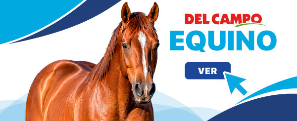 Concentrados para Equinos
