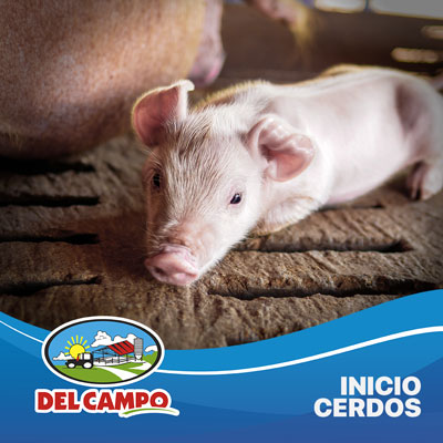 porcinos inicio cerdos pellet